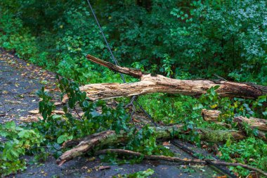 Yaşlı ağaç elektrik hattının kablolarına devrildi..