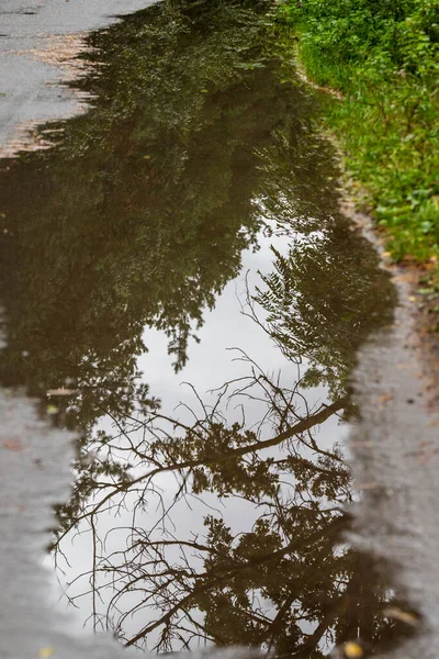 Árvore Refletida Uma Piscina Água Após Chuva — Fotografia de Stock