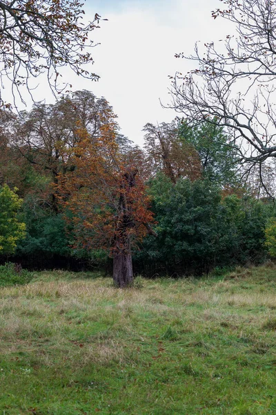 Όμορφο Παλιό Δέντρο Πασιέντζα Στέκεται Ένα Πράσινο Πεδίο Φοράει Φθινοπωρινά — Φωτογραφία Αρχείου