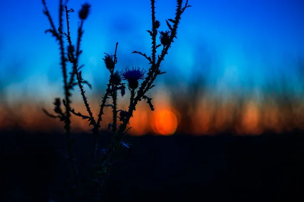 Барвистий Будяк Заході Сонця Задньому Плані Яскраве Небо Освітлене Заходом — стокове фото