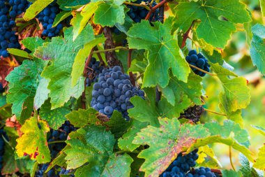Batan güneşin altında bir üzüm bağında asılı duran mavi üzüm demetleri. Şarap hasat zamanı geldi..