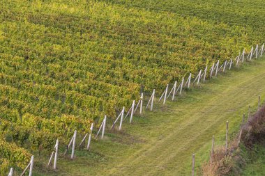 Üzüm bağlarının ve ağaçların olduğu arazinin manzarası.