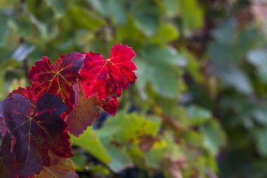 Üzüm bağlarının ve ağaçların olduğu arazinin manzarası.