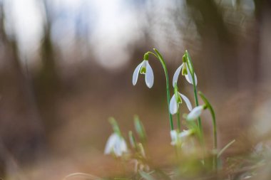 Snowdrop - Galanthus nivalis first spring flower. White flower with green leaves