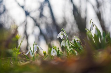 Snowdrop - Galanthus nivalis first spring flower. White flower with green leaves