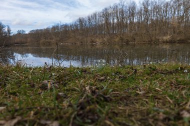 Snowdrop - Galanthus nivalis first spring flower. White flower with green leaves