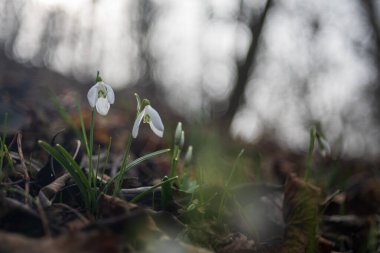 Snowdrop - Galanthus nivalis first spring flower. White flower with green leaves