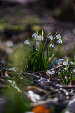 Bledule 'un bahar beyaz çiçeği - Leucojum vernum yeşil yapraklı sel baskını ormanında. Bahar çiçeği