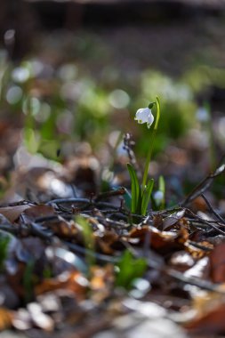 Bledule 'un bahar beyaz çiçeği - Leucojum vernum yeşil yapraklı sel baskını ormanında. Bahar çiçeği