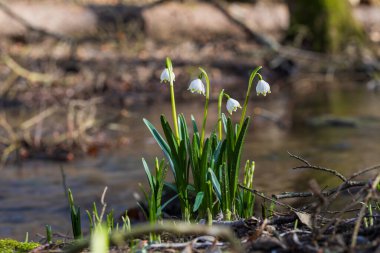 Bledule 'un bahar beyaz çiçeği - Leucojum vernum yeşil yapraklı sel baskını ormanında. Bahar çiçeği