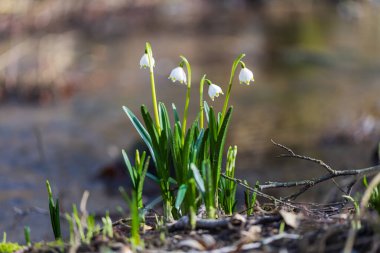 Bledule 'un bahar beyaz çiçeği - Leucojum vernum yeşil yapraklı sel baskını ormanında. Bahar çiçeği