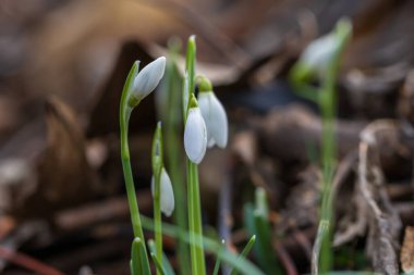 Snowdrop - Galanthus nivalis first spring flower. White flower with green leaves