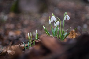 Snowdrop - Galanthus nivalis first spring flower. White flower with green leaves