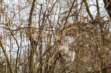 Jiva ağacının bahar çiçeği. Dalda bir kedi var..
