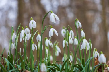 Snowdrop - Galanthus nivalis first spring flower. White flower with green leaves
