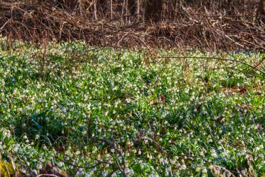 Çayırdaki güzel beyaz çiçek İlkbahar kar damlası - Leucojum