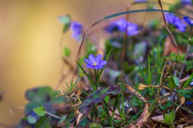 Karaciğer otu - Hepatica nobilis Ormanda küçük mavi çiçek