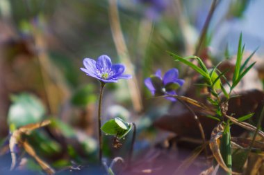 Karaciğer otu - Hepatica nobilis Ormanda küçük mavi çiçek