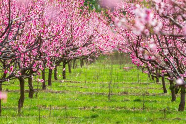 Güzel pembe şeftali çiçekleri. Çiçek açmış şeftali bahçesi