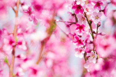 Güzel pembe şeftali çiçekleri. Çiçek açmış şeftali bahçesi