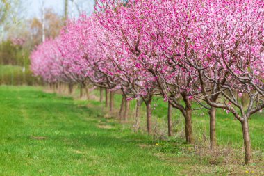 Güzel pembe şeftali çiçekleri. Çiçek açmış şeftali bahçesi