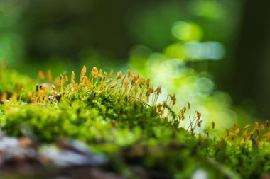 Beautiful moss plant in the forest on a stump. Macro photo with amazing bokeh