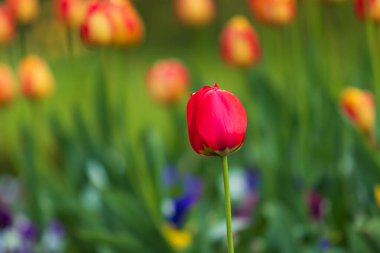 Tulip - Tulipa - red-yellow flower in a garden bed