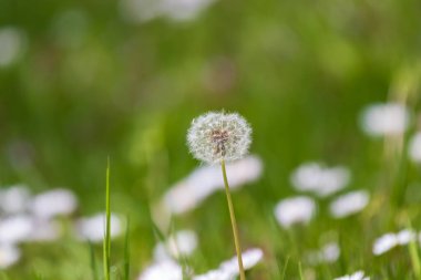 Blooming dandelion with a green meadow background