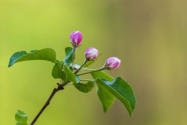 Güneşteki renkli çiçek çalısı. Güzel şaka.