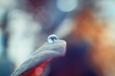 Su, çalıların yapraklarının üzerine düşer. Güzel şaka.