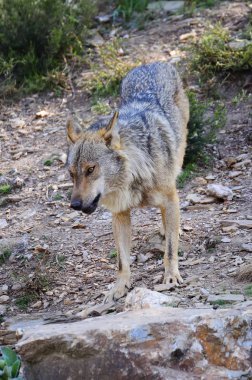 İber kurt çiftçiler tarafından nefret İber Yarımadası'e bu neredeyse liderliğindeki için extinction