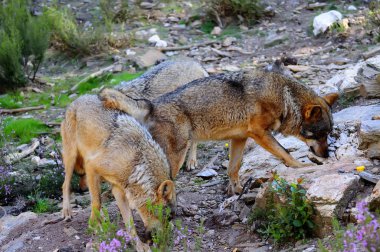 İber kurt çiftçiler tarafından nefret İber Yarımadası'e bu neredeyse liderliğindeki için extinction