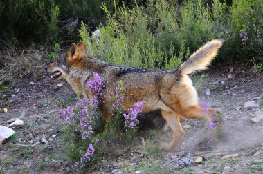 İber kurt çiftçiler tarafından nefret İber Yarımadası'e bu neredeyse liderliğindeki için extinction