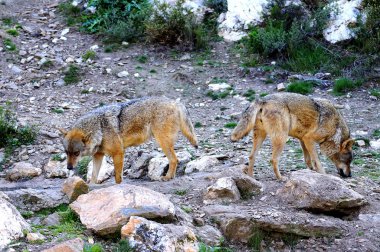 İber kurt çiftçiler tarafından nefret İber Yarımadası'e bu neredeyse liderliğindeki için extinction