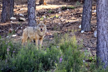 İber kurt çiftçiler tarafından nefret İber Yarımadası'e bu neredeyse liderliğindeki için extinction