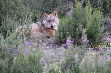 İber kurt çiftçiler tarafından nefret İber Yarımadası'e bu neredeyse liderliğindeki için extinction