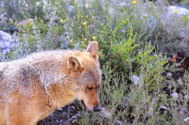 İber kurt çiftçiler tarafından nefret İber Yarımadası'e bu neredeyse liderliğindeki için extinction