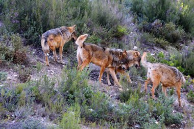 İber kurt çiftçiler tarafından nefret İber Yarımadası'e bu neredeyse liderliğindeki için extinction