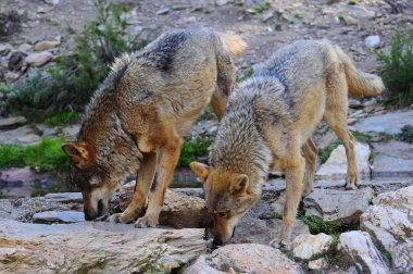 İber kurt çiftçiler tarafından nefret İber Yarımadası'e bu neredeyse liderliğindeki için extinction