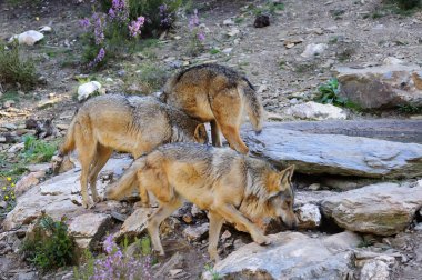 İber kurt çiftçiler tarafından nefret İber Yarımadası'e bu neredeyse liderliğindeki için extinction