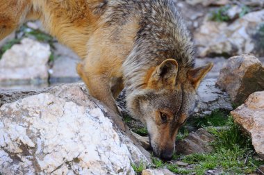 İber kurt çiftçiler tarafından nefret İber Yarımadası'e bu neredeyse liderliğindeki için extinction
