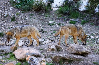 İber kurt çiftçiler tarafından nefret İber Yarımadası'e bu neredeyse liderliğindeki için extinction