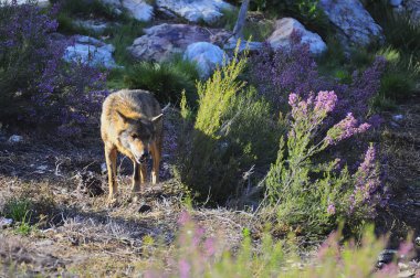 İber kurt çiftçiler tarafından nefret İber Yarımadası'e bu neredeyse liderliğindeki için extinction