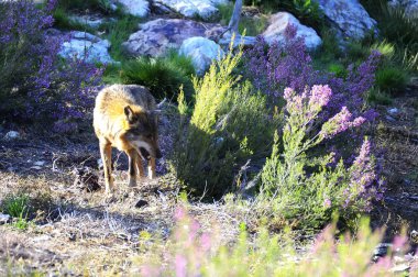 İber kurt çiftçiler tarafından nefret İber Yarımadası'e bu neredeyse liderliğindeki için extinction