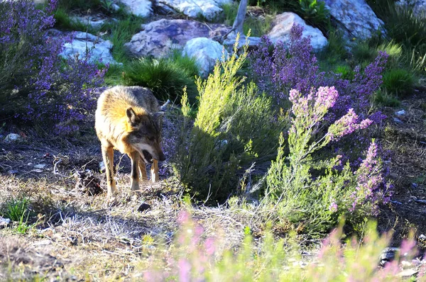İber kurt çiftçiler tarafından nefret İber Yarımadası'e bu neredeyse liderliğindeki için extinction