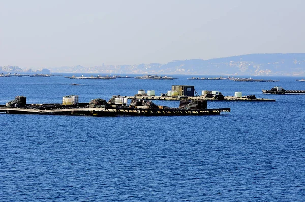 Bale Için Galicia Spanya Arousa Adası Üzerinde Tarım Midye — Stok fotoğraf