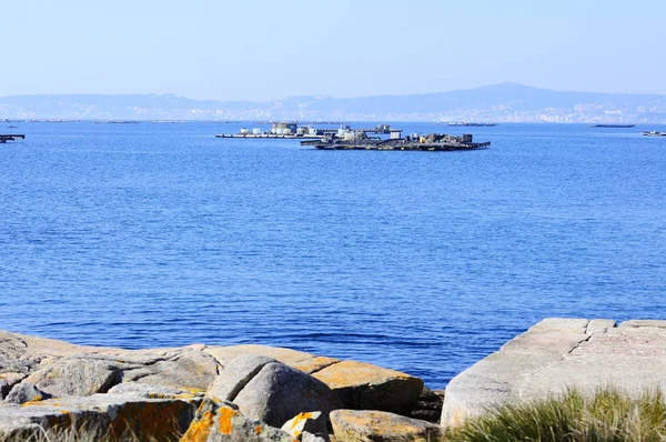 Fardo Para Produção Mexilhões Ilha Arousa Galiza Espanha — Fotografia de Stock