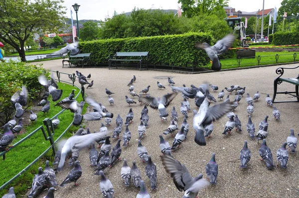 güvercin bir parkta yeme bergen şehir Norveç'te