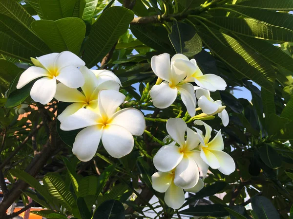 たくさんのプルメリアの花が — ストック写真