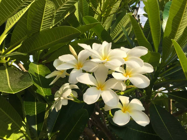 たくさんのプルメリアの花が — ストック写真